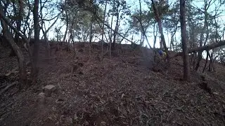 Nature Wonderland; cutting off the top part of the trunk to use leverage to bring it down 20260112