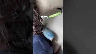 Adorable Parrot You&rsquo;ll Love! Linnies or Lineolated Parakeet | #parrot_bliss #bird