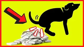 Make Money With Your Dog