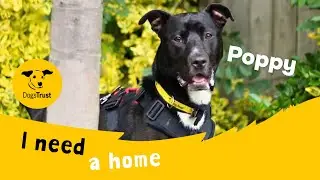 Poppy the gorgeous Collie cross | Dogs Trust Manchester