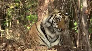 The Forest and the Tiger: Tiger encounters in Kanha and Bandhavgarh National Parks