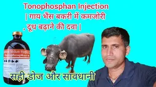 Tonophosphan Injection Benefits | पशु को कब, क्यों और कैसे लगाएं | Dose & Pregnancy Safe?