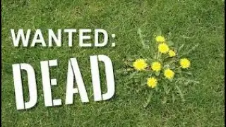 Weed killer Review.