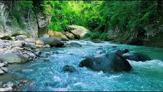 Soothing Forest River Flow Sounds for Sleeping Peaceful Water Ambience All Night Long