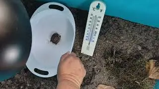 Baby tortoise stretches while enjoying his morning soak