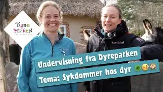 Undervisning fra Dyreparken: Sykdommer hos dyr 🦠🤒🙈