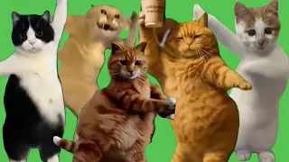 Dancing Cat Meme