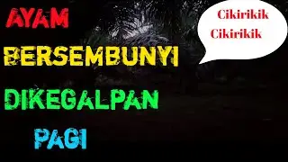 Berburu ayam hutan di sawit pendek