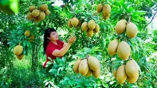 Harvest Sapodilla, Goes To Market Sell - Harvesting and Cooking | Daily Life