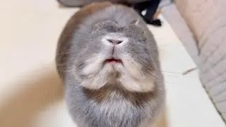 里親うさぎ、こんなにも懐きました【No.939】