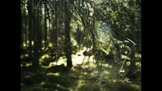 Biorefinery &Ouml;strand - Film about our sustainable value chain