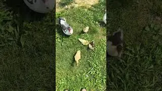Part 2 Downside of Muscovy ducks