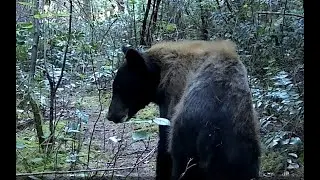 Bear Country; Rare Cinnamon Bear Ursus Americanus Cinnamomum
