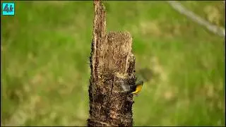 Violaceous euphonia bird 4k ultra HD
