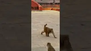 🐵 Giant Monkey Spotted! This Huge Monkey Will Surprise You 😱 #monkey