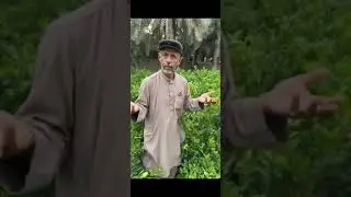 تربية الشجر وتقليمه من البداية