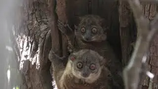 Daraina Sportive Lemurs. Sportive Lemurs Are Very Difficult to Differentiate!