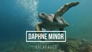 Galapagos Scuba Diving- Daphne Minor