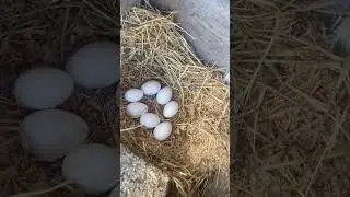 Huevos de gansa 🪿🪿🦃                             #gallos #guajolotes #gallinas #granja #gansos