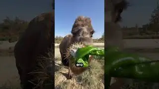 Искусство Поедания Колючих Растений 🐫🌵 #животные