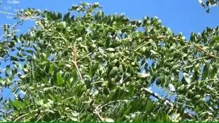 Green Annual Cicada tibicen linnei (Cicadidae) sounds recording in the treetops