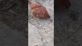 Red little hen #chicken #countryside #birds #freerangechickens