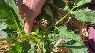 153. Pinching Out Young Dahlia Plants.