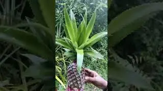 Our Pineapple Farms 🍍🍍🍍 #pineapple #pineappletrees #pineapplefarm #posamsisters #myvillage #green 💚