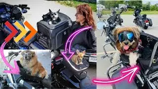 Top 5 Best Motorcycle Dog Carrier 2024