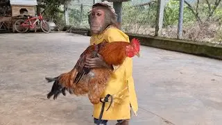 Abu helps mom sell chickens to take care of sick people