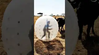 Buffalo Rams Man Inside Inflatable Ball 😱 | Safari Short