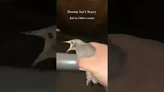 screaming bird meme 😂#memes #birds
