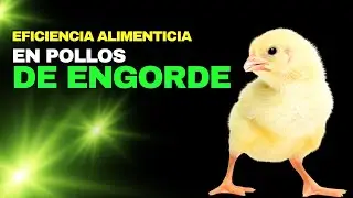 🐥⚖️ Eficiencia Alimenticia en Pollos de Engorde
