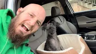 Amazon Basics Pet Car Booster Bucket Seat - 18 x 18 x 16 Inches.