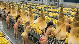 Inside the industrial bamboo shoot and jackfruit processing line &ndash; Millions of fruits every day