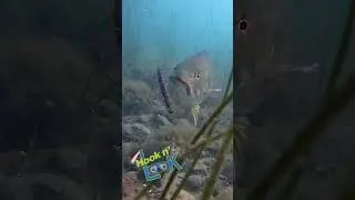 Smallmouth bass engulfs a drop-shotted Fuzzy Stick! #shorts #fishing #bassfishing #bigbitebaits