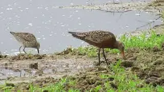 Hudsonian Godwit