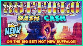 BUFFALO DASH FOR CASH! How to WIN BIG!!!