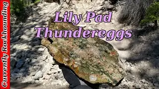Lily Pad Thundereggs // Tiny Thundereggs With Amazing Color