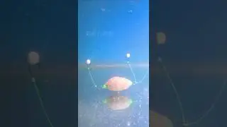 Bottom Fishing Rig For Tilapia #shorts #fishing #tilapiafishing #fishingrig