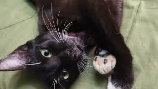 Oreo ka daily routine#subscribe #cat #like #share #youtube #viral 