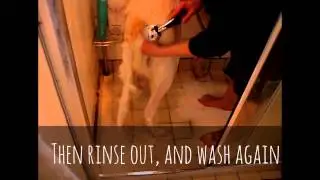 Grooming borzoi  with true Iconic by Antje Alberda