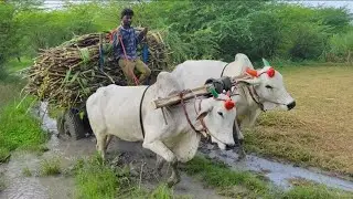 Ongole Bullock Cart Mud Ride | Ongole Bullock Cart Ride