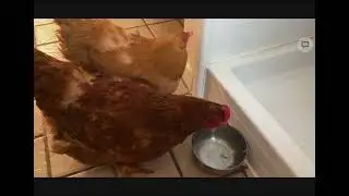 Relaxing video with farm animals 