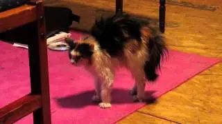 Le chat le plus h&eacute;riss&eacute; au monde