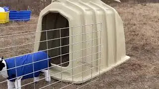 Premium Calf Hutch for Optimal Growth & Health 🏡✅