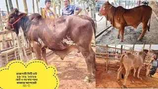 রাজশাহী সিটি হাট ১৮/০১/২০২৬ ছোট ও বড় ষাড় গরুর বাজার আপডেট part=01