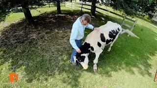 Barn Sanctuary, Michigan's only certified animal refuge, gives farm animals a second chance
