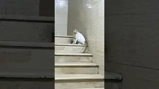 new guest enter in house 😂😂