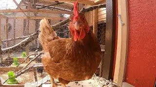 Your next chicken could be a rental - KING 5 Evening